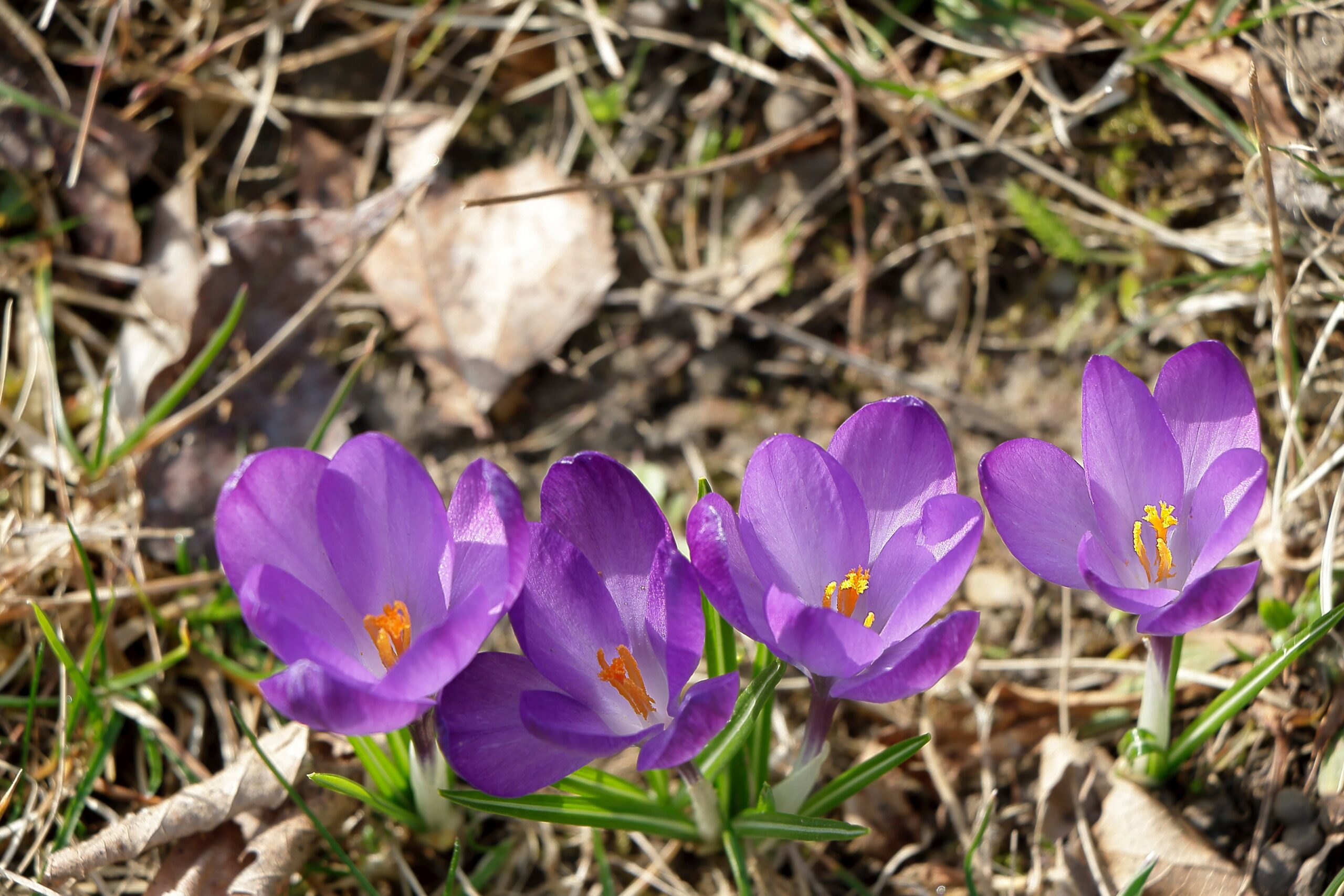 0110_Frühling